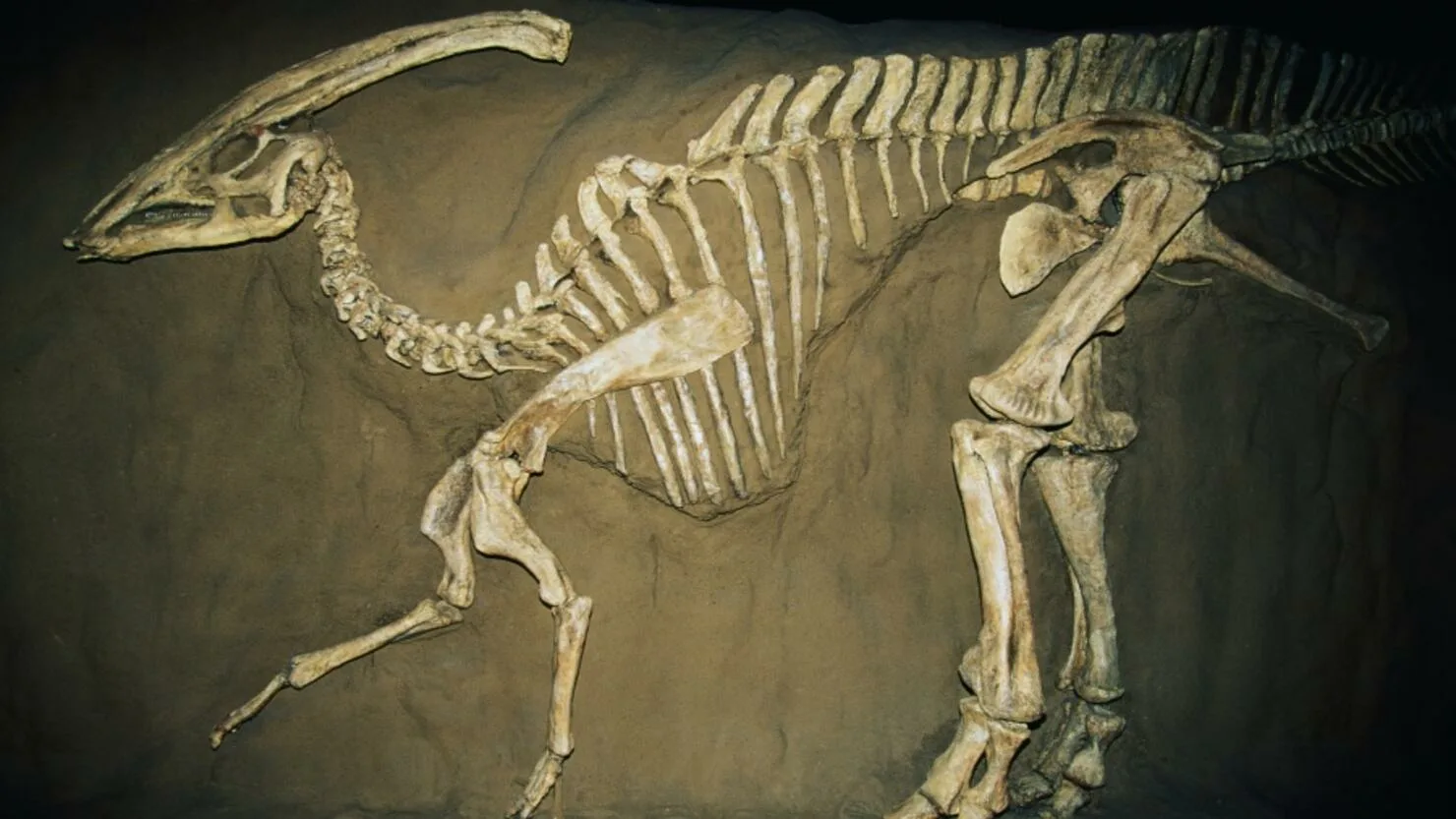 Dinozauri nebrēca, viņi dziedāja: atklāta pirmā fosilā balsene, kas liecina par putnu vokālo izpausmi