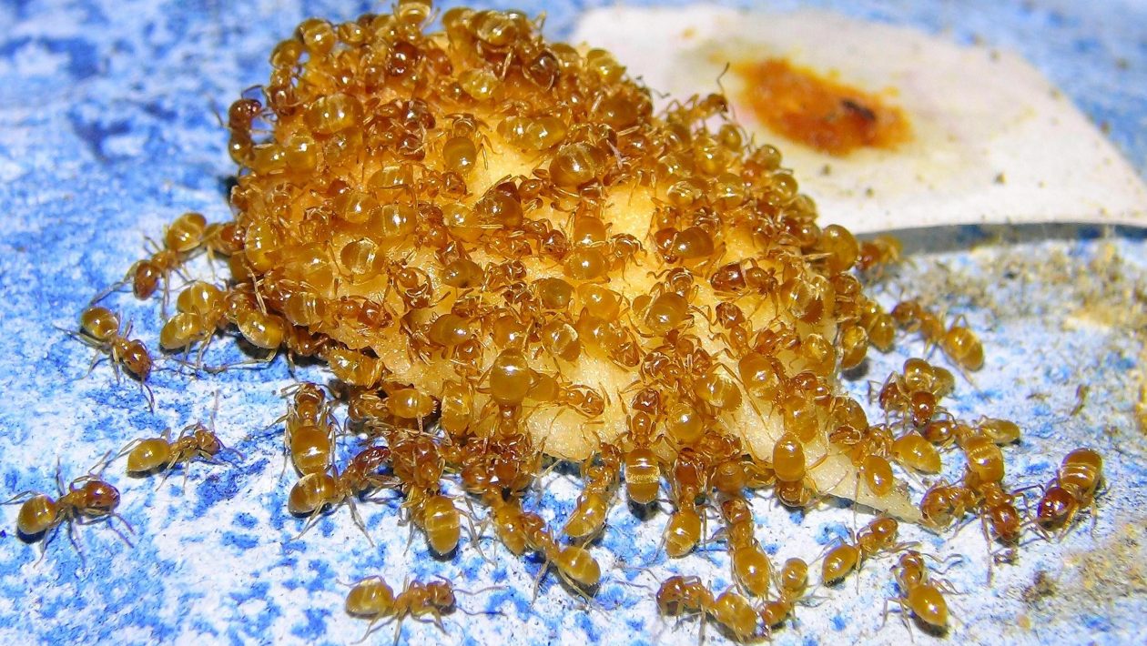 skudrām