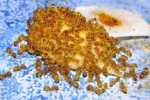 skudrām