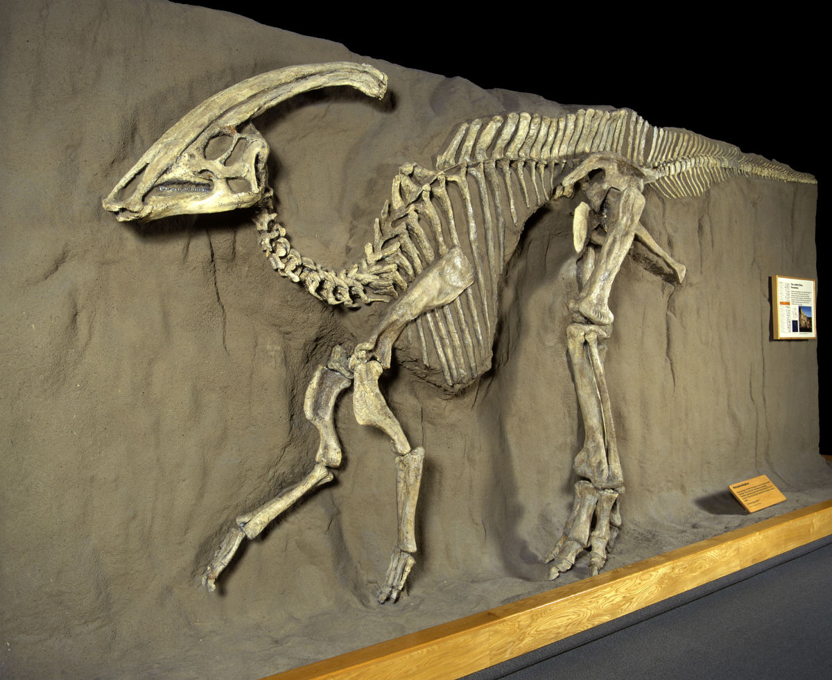 Dinozauri nebrēca, viņi dziedāja: atklāta pirmā fosilā balsene, kas liecina par putnu vokālo izpausmi