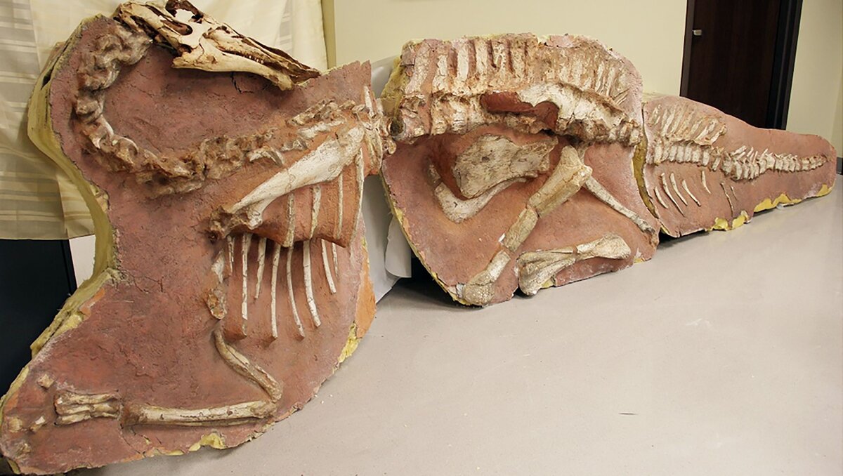 Dinozauri nebrēca, viņi dziedāja: atklāta pirmā fosilā balsene, kas liecina par putnu vokālo izpausmi