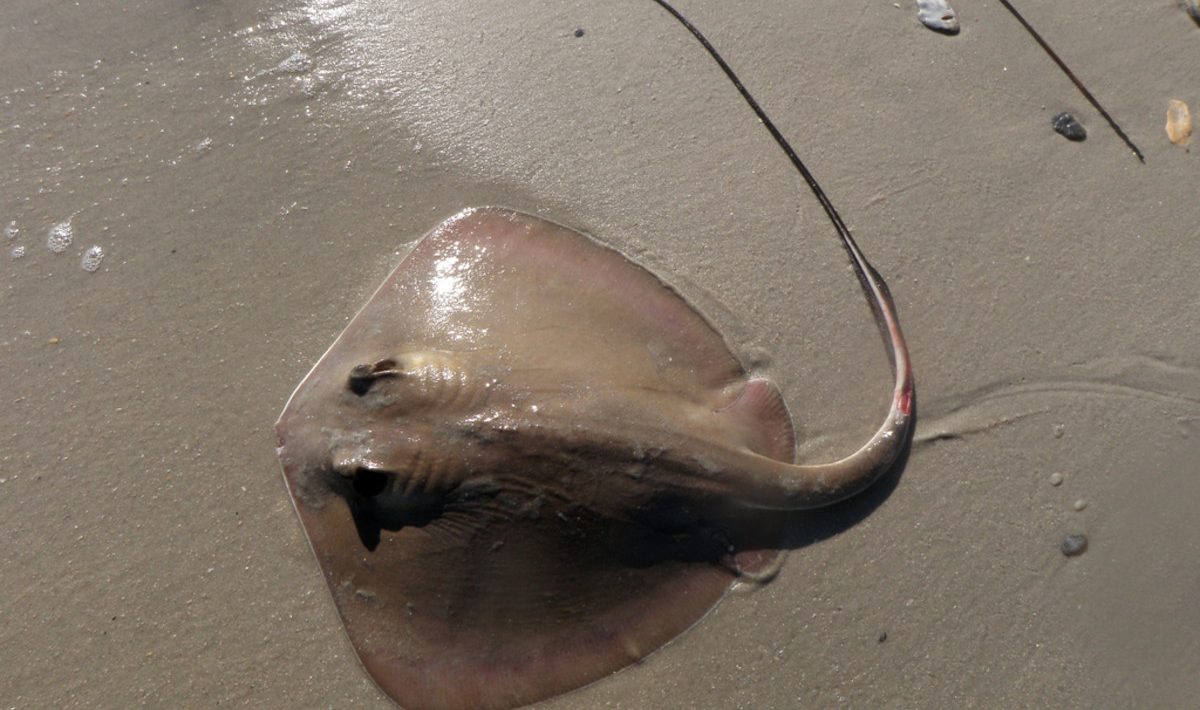 mantas