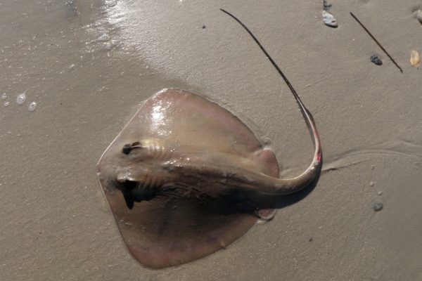 mantas